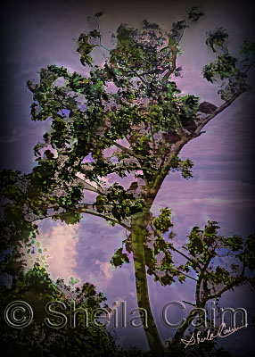 a radiant tree